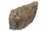 Fossil Woolly Mammoth Lower Molar - Nice Roots! #292760-6